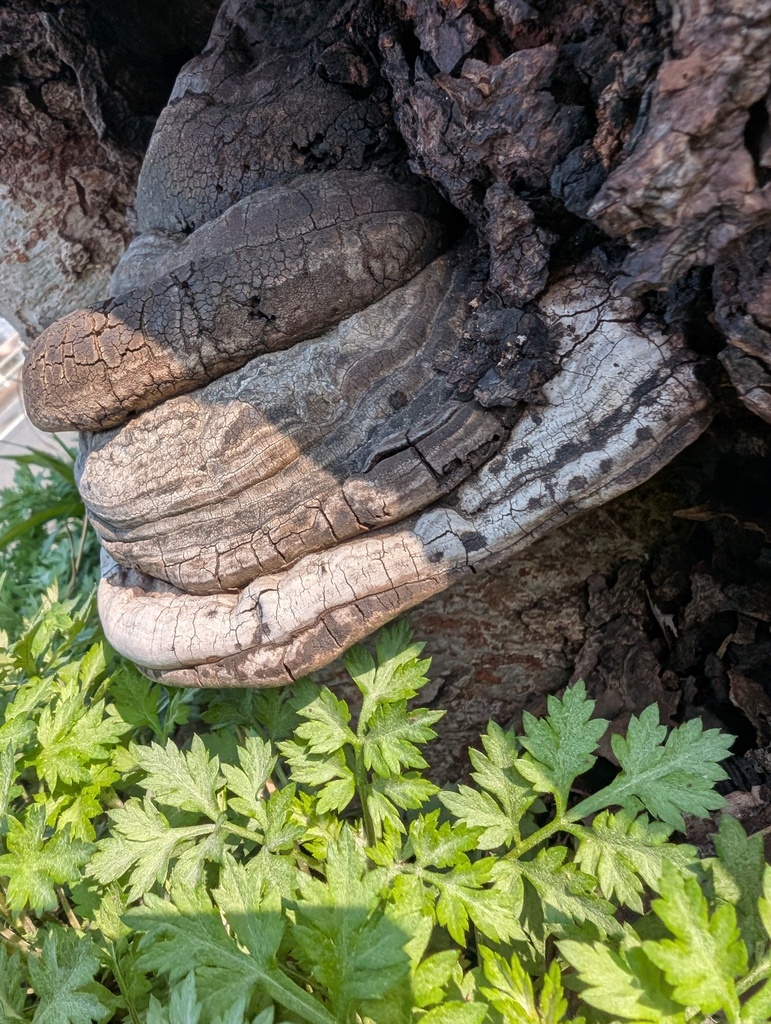 Ganoderma applanatum · March 2026 · photo: © atsushi_nakajima_cirque (iNaturalist, cc-by)