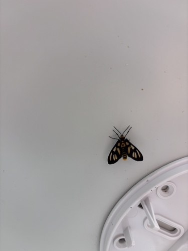 Amata aperta