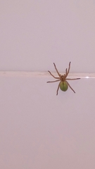 Micrommata