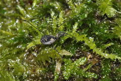 Mitostoma chrysomelas