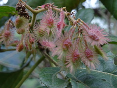 Heliocarpus appendiculatus