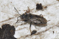 Peritrechus gracilicornis