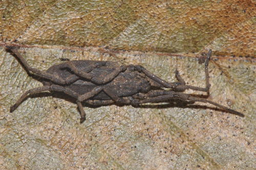 Representative image of Trogulus nepaeformis