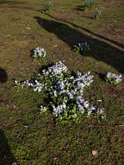 Scilla mischtschenkoana