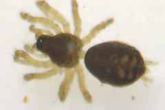 Cryphoeca silvicola