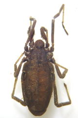 Trogulus nepaeformis