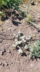 Psilocarphus tenellus