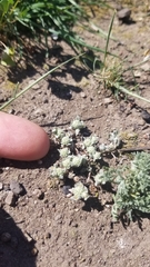 Psilocarphus tenellus