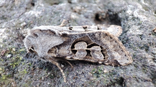 Orthosie trimaculée (L')