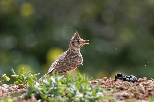 Thekla's Lark