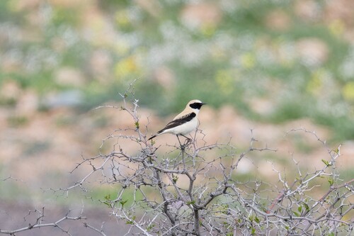 Western Black-eared Wheatear