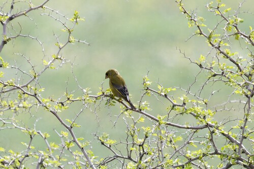 European Greenfinch
