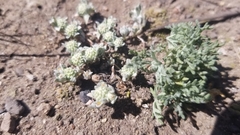 Psilocarphus tenellus