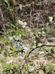 Prunus angustifolia angustifolia