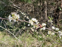 Prunus angustifolia angustifolia