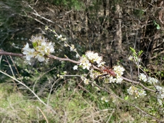 Prunus angustifolia angustifolia