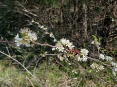 Prunus angustifolia angustifolia