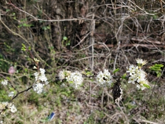 Prunus angustifolia angustifolia