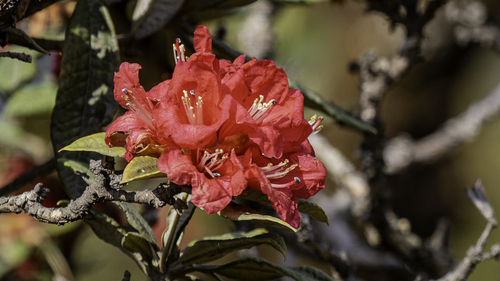 Burans (Rhododendron arboreum)