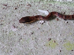 Mastigodryas pulchriceps