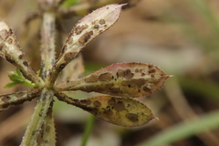 Leptotrochila verrucosa