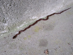 Mastigodryas pulchriceps