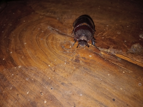 Boas Rhinoceros Beetle