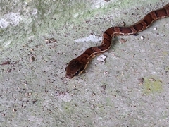 Mastigodryas pulchriceps