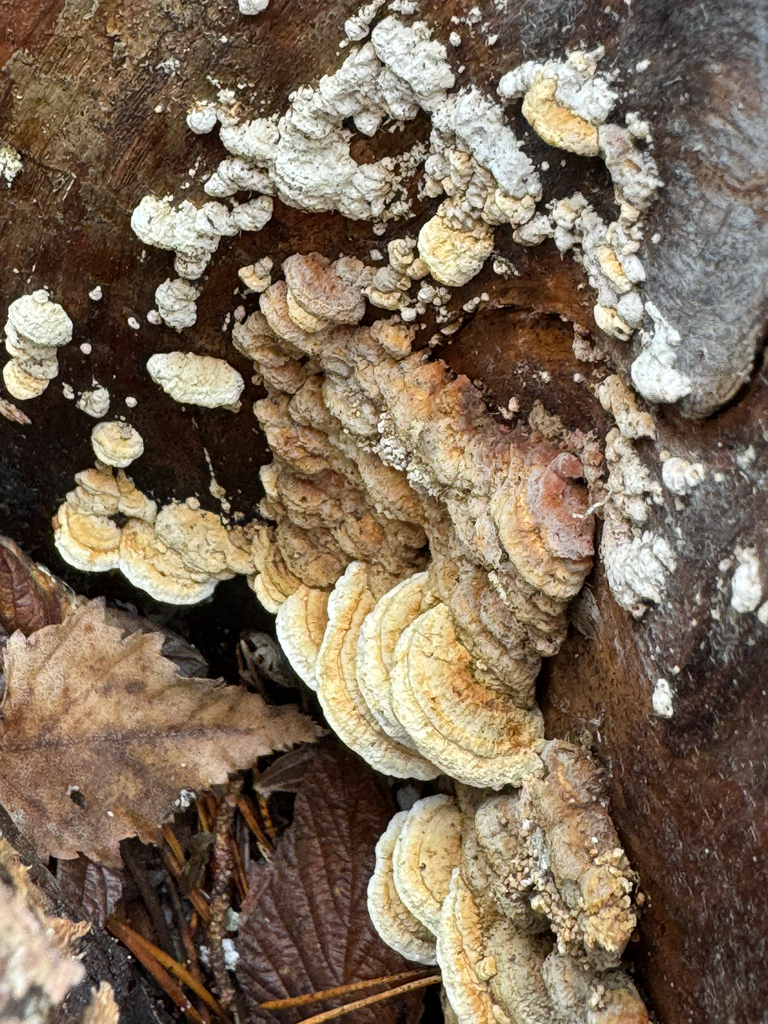 Fomitopsis serialis · March 2026 · photo: © sudenkorentoko (iNaturalist, cc0)