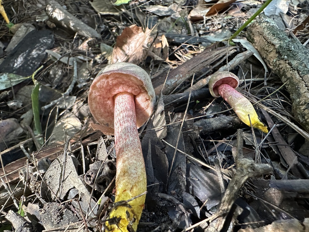 Australopilus palumanus · March 2026 · photo: © prossington (iNaturalist, cc-by)