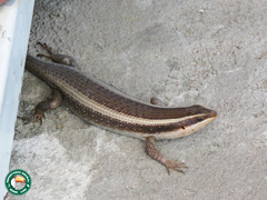 Trachylepis striata