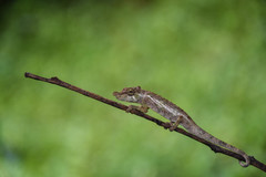 Calumma nasutum