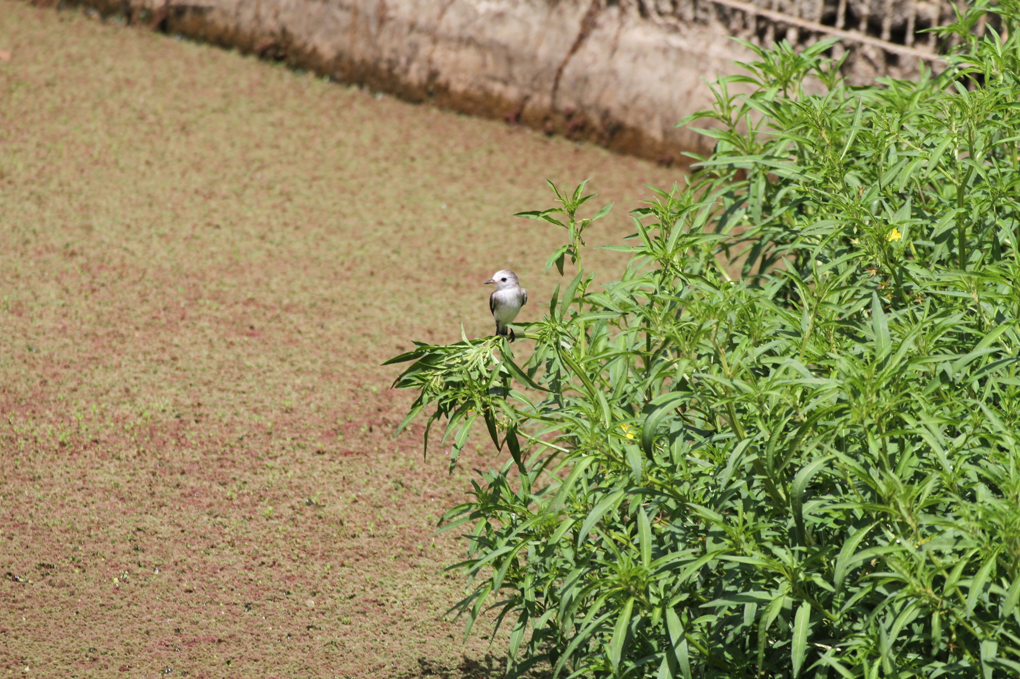 White-headed Marsh Tyrant (Arundinicola leucocephala), photo 7