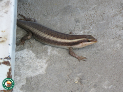 Trachylepis striata