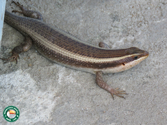 Trachylepis striata