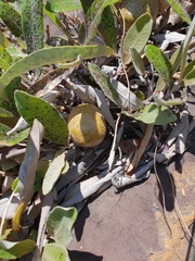 Parinari capensis capensis