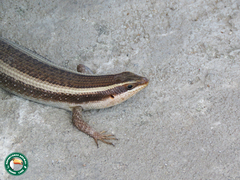 Trachylepis striata