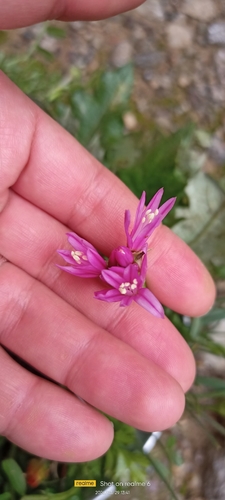 Allium longisepalum