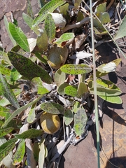 Parinari capensis capensis