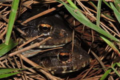 Leptodactylus labyrinthicus