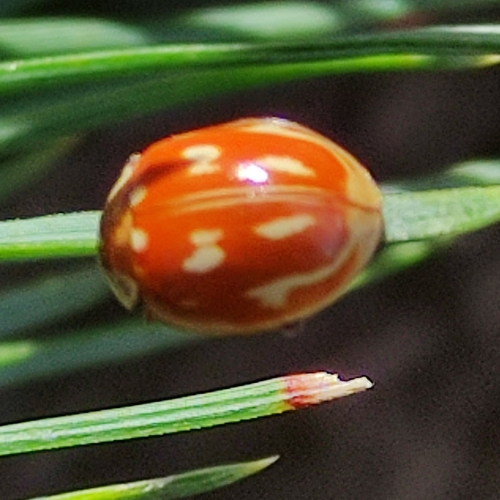 Striped Ladybird, 6891 ZZ Rozendaal, Nederland, photo 7 of 10