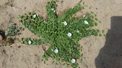 Evolvulus prostratus