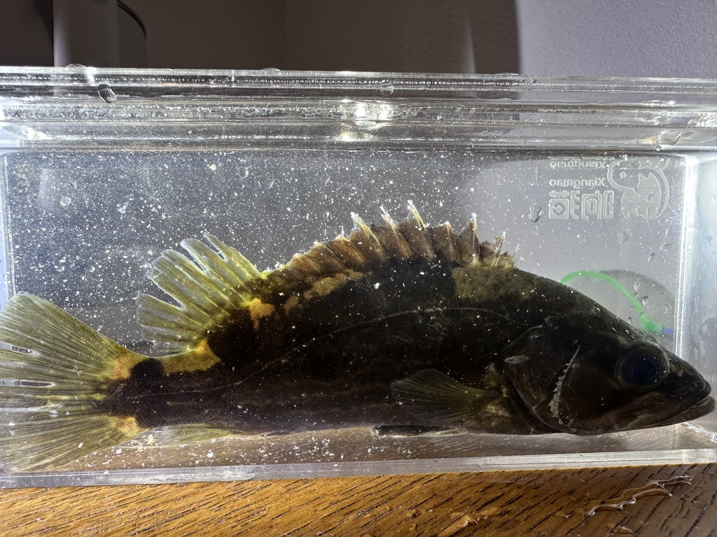 Siniperca undulata