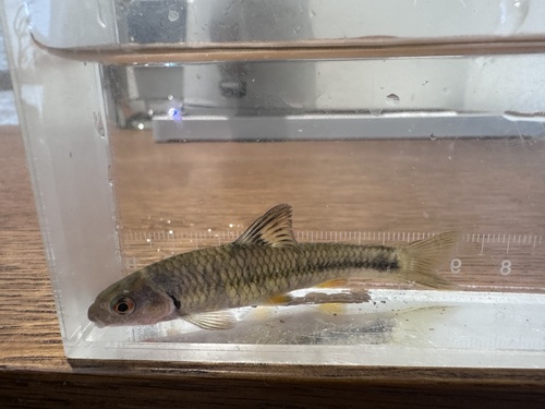 Rainbow gudgeon (Sarcocheilichthys nigripinnis) — Cyprinidae — 5