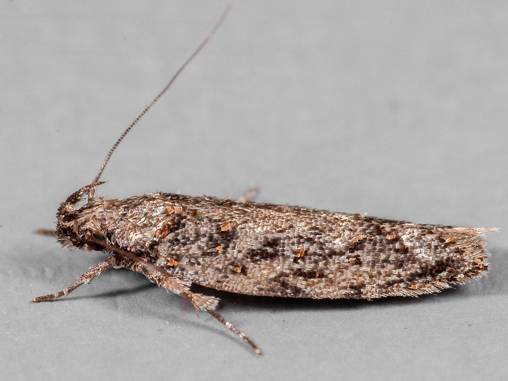 Psoricoptera speciosella