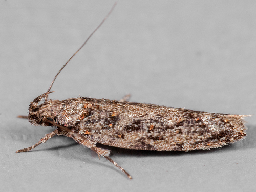 Psoricoptera speciosella