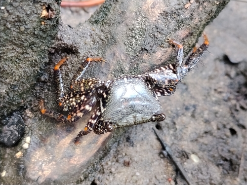Purple Mangrove Crab