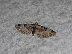 Eupithecia extremata