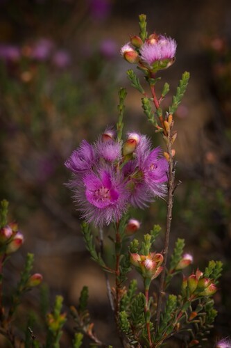 Verticordia bifimbriata