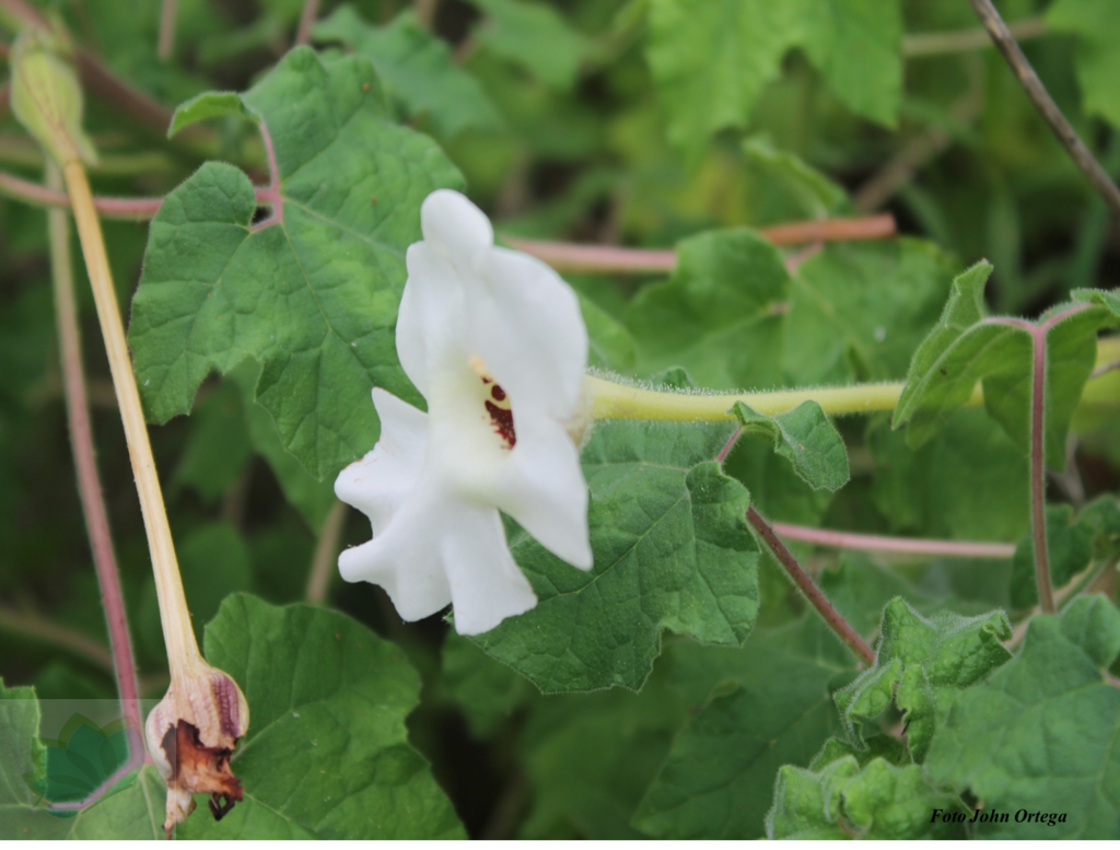 Craniolaria annua